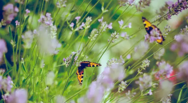 Farfalle colorate su lavanda in fiore, un esempio di come attirare le farfalle in giardino con piante profumate.