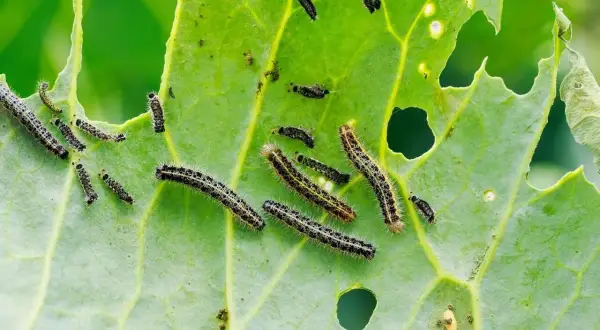 Bruchi su foglia verde, con buchi evidenti. Si cercano rimedi naturali per le foglie mangiate.