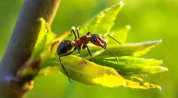 Formica su foglia verde, un problema per chi vuole sapere come eliminare le formiche dalle piante.
