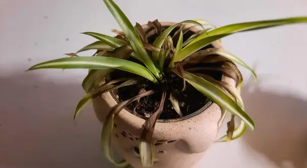 Un falangio con foglie secche e ingiallite necessita di cure. La pianta in vaso mostra segni di stress, con molte foglie marroni.