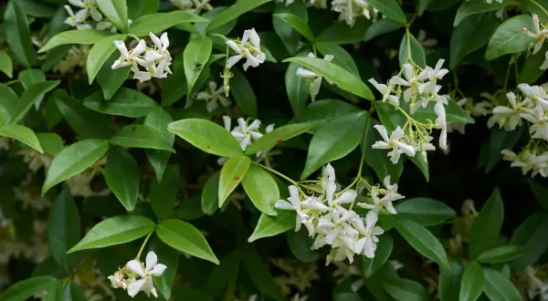 Pianta rampicante con foglie verdi lucide e grappoli di piccoli fiorellini bianchi a forma di stella.