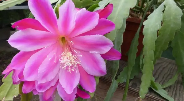 Un fiore rosa acceso di una pianta epifita, che cresce su un supporto, con steli verdi e piatti.