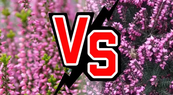 Confronto tra erica e calluna: due splendide fioriture rosa, una con un'ape laboriosa.