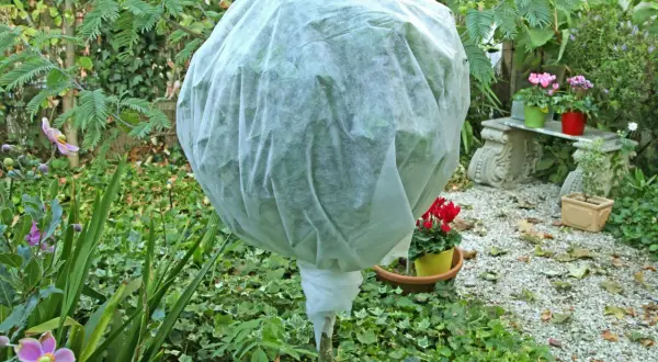 Pianta di limone in vaso protetta da un telo bianco per l'inverno, circondata da fiori e fogliame autunnale.