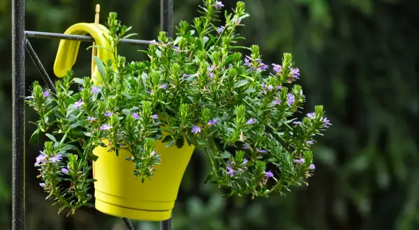 Un vaso giallo brillante ospita un rigoglioso fiore di febbraio, con piccoli fiori viola che spuntano tra le foglie verdi.