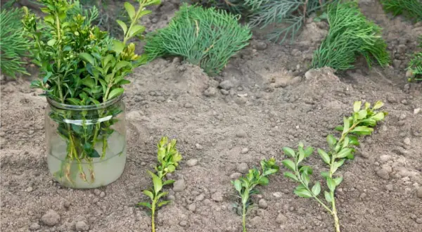 Prepara le talee di bosso in acqua, pronte per essere piantate. Ecco come fare una talea per moltiplicare le tue piante.
