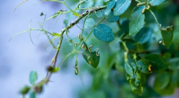 Bruchi mangiano foglie delle rose bucate. Si cercano rimedi naturali per proteggere le piante.
