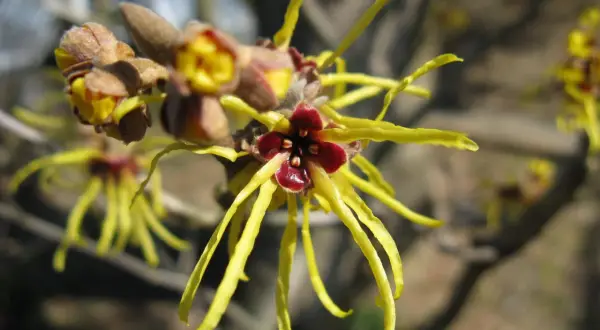Fiori gialli e rossi di Hamamelis virginiana, noti per le loro proprietà benefiche.