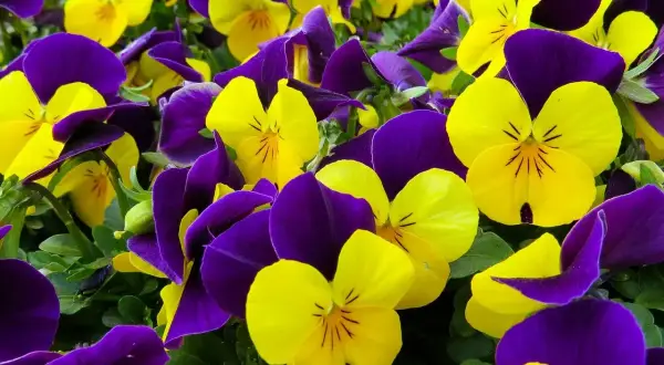Un mare di viola del pensiero, con petali gialli e viola che si intrecciano creando un vibrante tappeto fiorito.