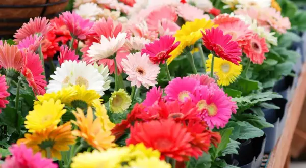 Un tripudio di fiori gerbere in colori vivaci: rosa, bianco, giallo, rosso e arancione. Un'esplosione di gioia primaverile.