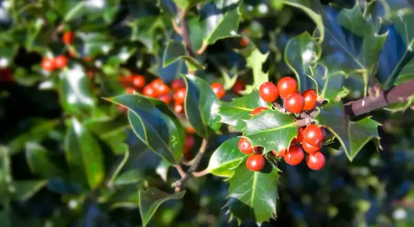 Ramo di agrifoglio con lucide foglie verdi e grappoli di bacche rosse, simbolo della pianta di Natale.