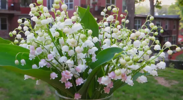 Un mazzo di profumato fiore mughetto in un vaso di vetro, con un edificio rosa sullo sfondo.