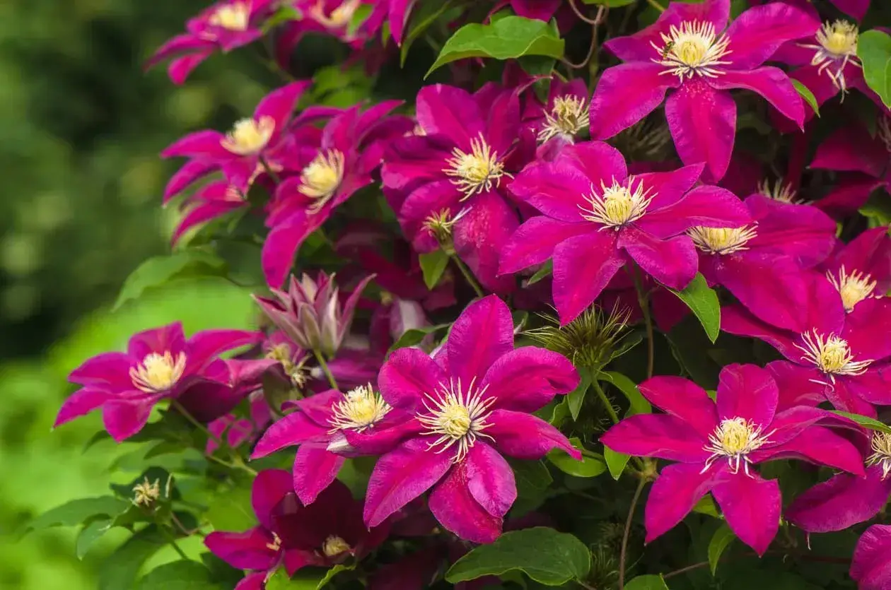 Fiori di clematide viola intenso, perfetti come fiori da seminare a giugno per un'esplosione di colore estivo.