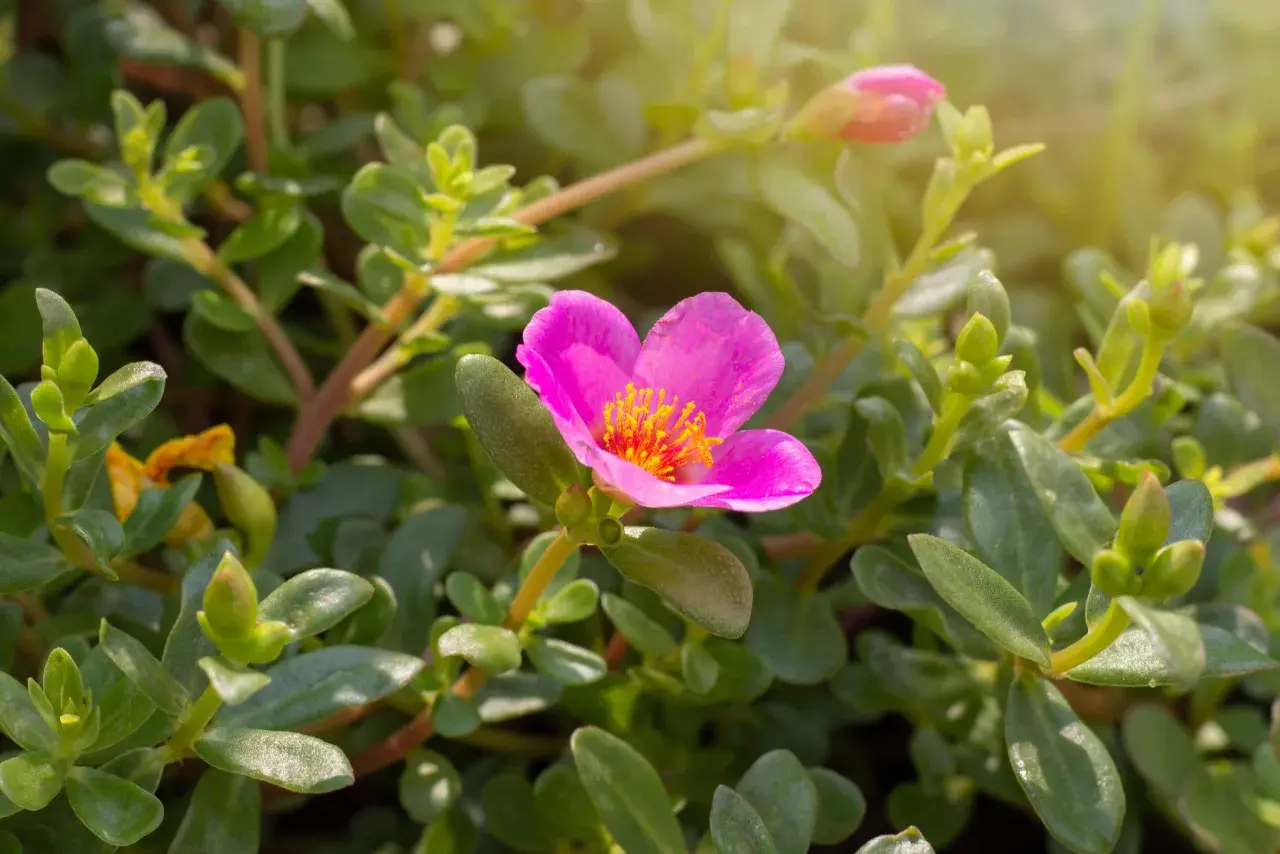 Un fiore di portulaca in vaso sul balcone, con petali rosa vivaci e centro giallo, circondato da foglie verdi succulente.