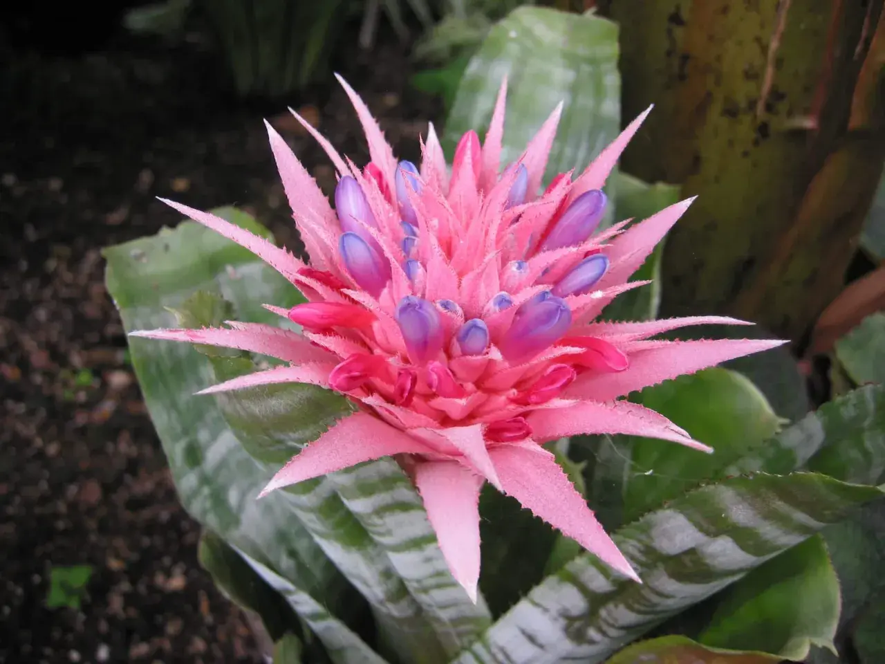 Aechmea pianta: fiore rosa acceso con boccioli viola. Cura facile per questa pianta tropicale.