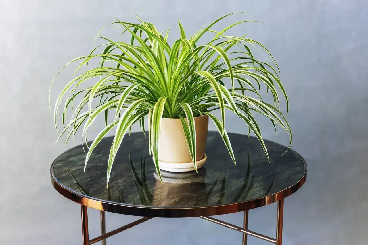 Un Chlorophytum comosum, noto anche come pianta ragno, con lunghe foglie verdi e bianche ricade da un vaso beige su un tavolino rotondo.
