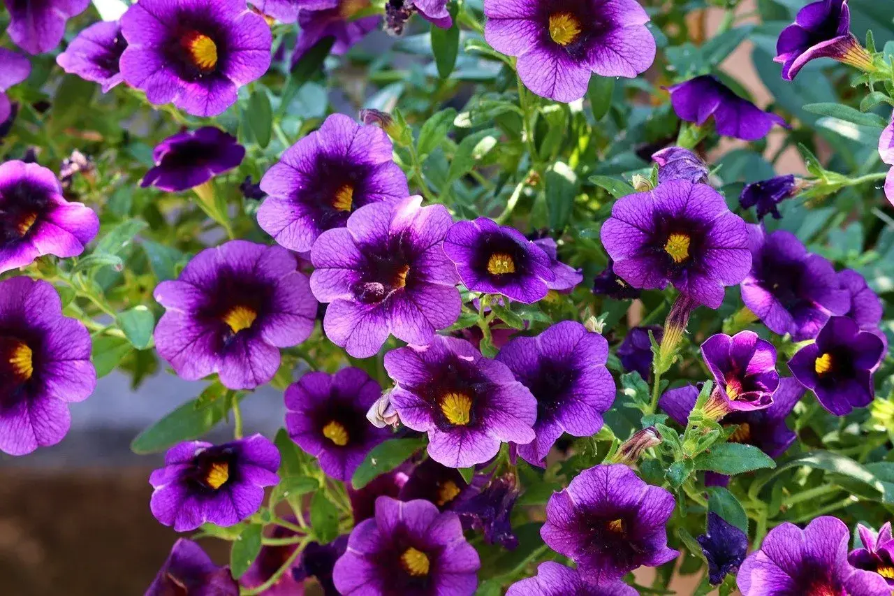 Fiori viola intenso, perfetti per creare un angolo fiorito e colorato. Queste piante da terrazzo resistenti fioriscono abbondantemente.