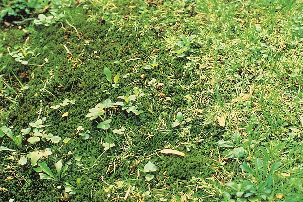 Muschio e piccole erbe infestanti nel prato, un esempio per capire come eliminare le erbe infestanti dal prato in modo naturale.
