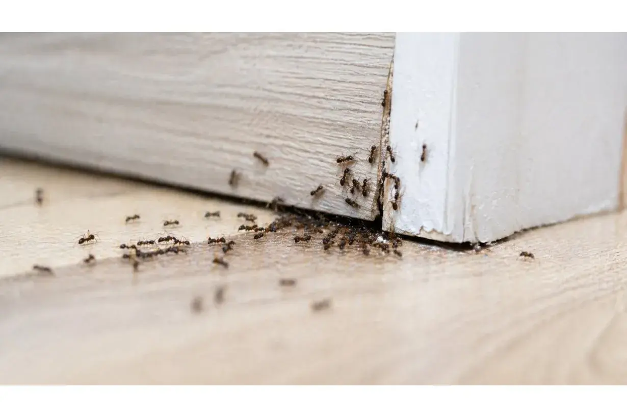 Una scia di formiche si muove lungo il battiscopa, un'invasione silenziosa che si insinua negli angoli della casa.