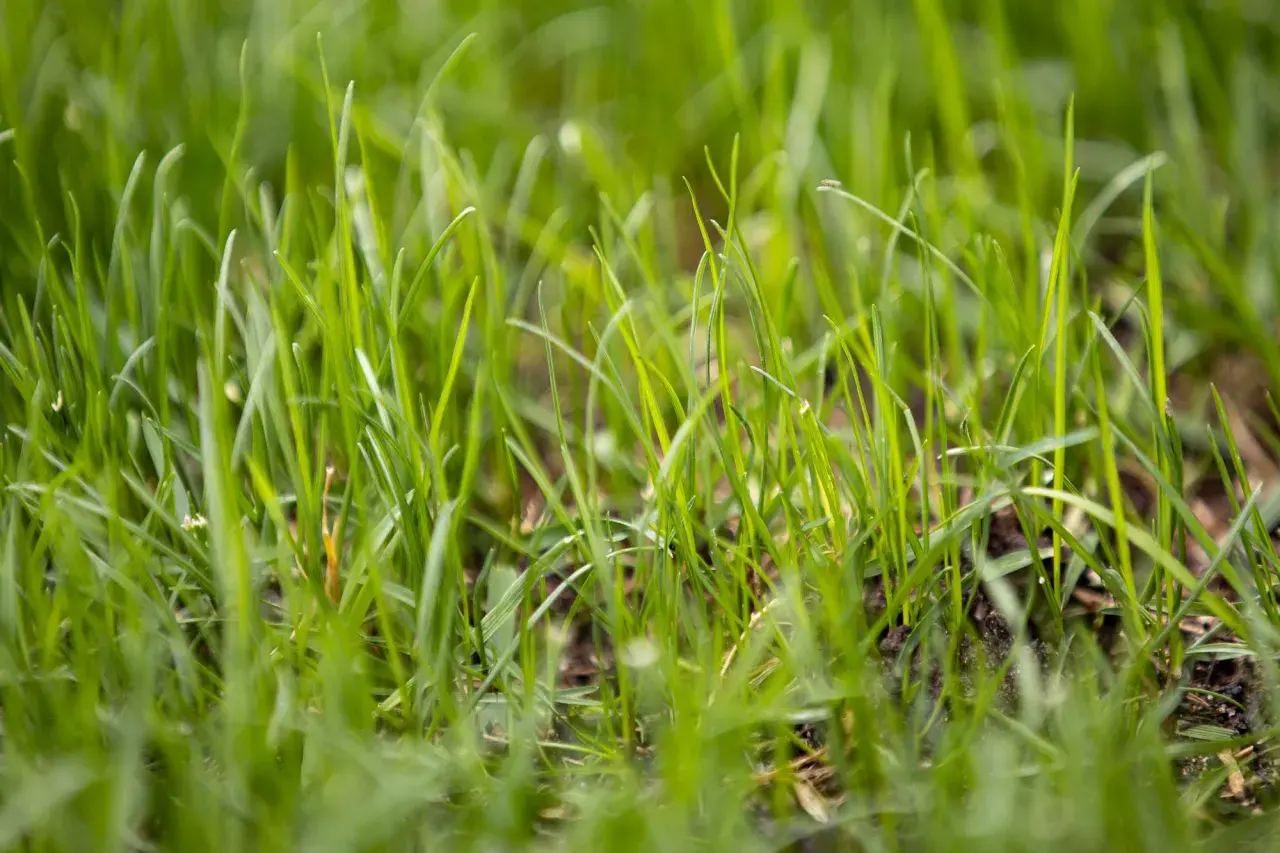 Erba verde e rigogliosa, un dettaglio delle prime fasi crescita prato.