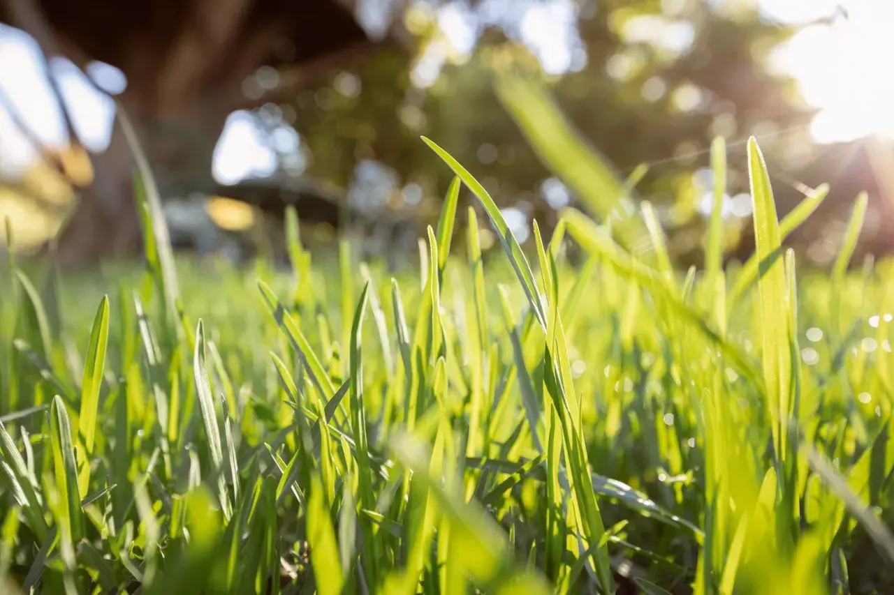 Erba verde brillante di poa pratensis illuminata dal sole, con un albero sfocato sullo sfondo.