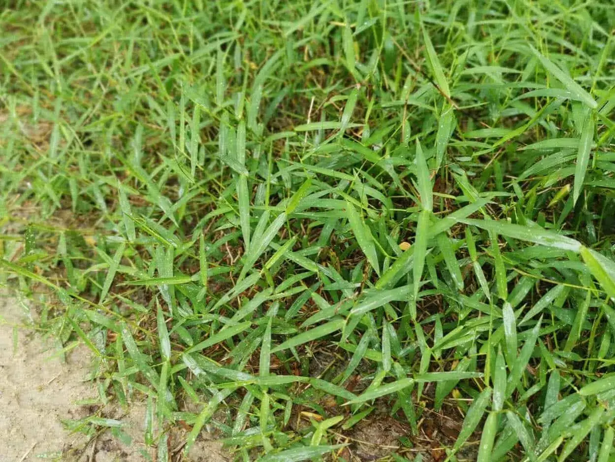 Erba verde e fitta, con foglie lunghe e appuntite, che aiuta a capire la differenza tra gramigna e gramignone.