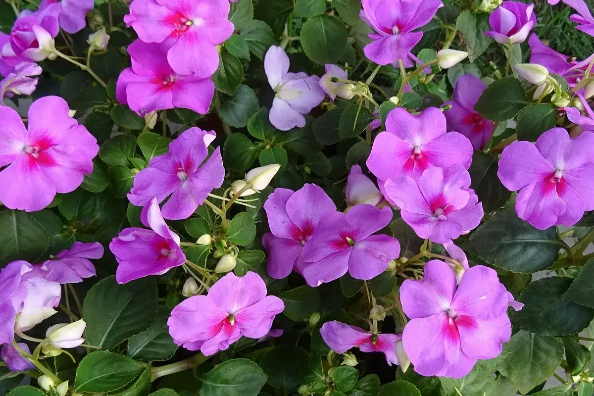Fiori viola vivaci, con petali vellutati e un cuore fucsia, continuano la loro fioritura a settembre, illuminando il giardino con colori accesi.