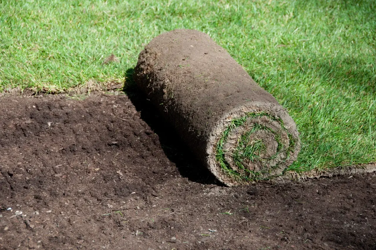 Rotolo di prato pronto per essere posato su terreno smosso. Forse gli insetti che fanno buchi nel terreno sono stati disturbati.