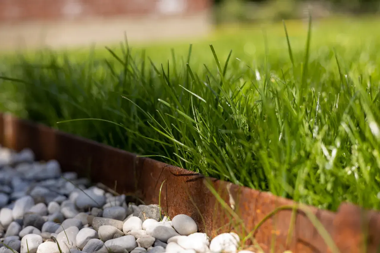 Erba verde rigogliosa, bordata da ghiaia bianca e un profilo in metallo arrugginito. Ottime festuca arundinacea opinioni per un prato resistente.