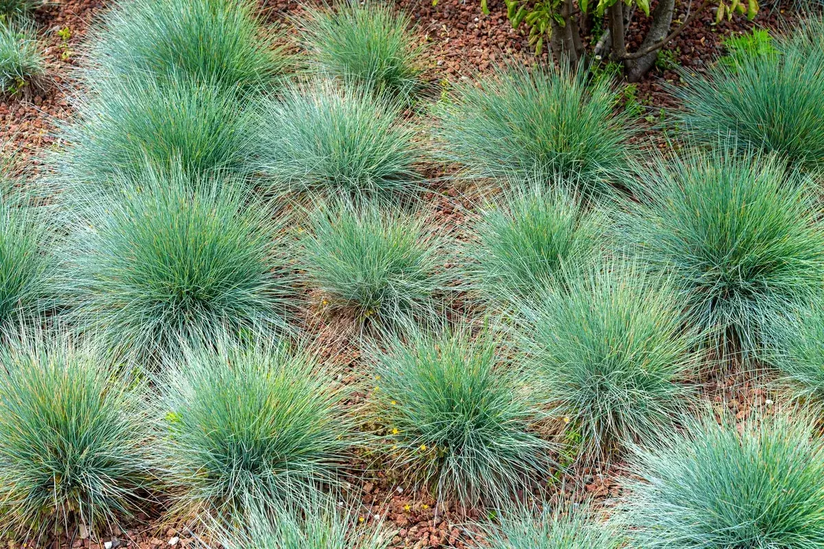 Tappeti di festuca arundinacea bluastri, con foglie sottili e arcuate, su un letto di pacciamatura rossa.
