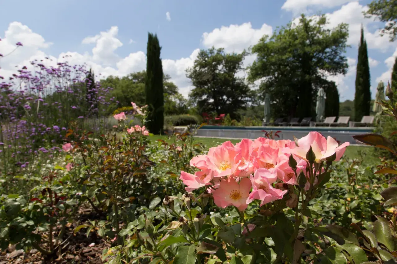 Un giardino fiorito con rose rosa in primo piano, ideale per capire come disporre le rose in giardino. Sullo sfondo, una piscina e alberi.