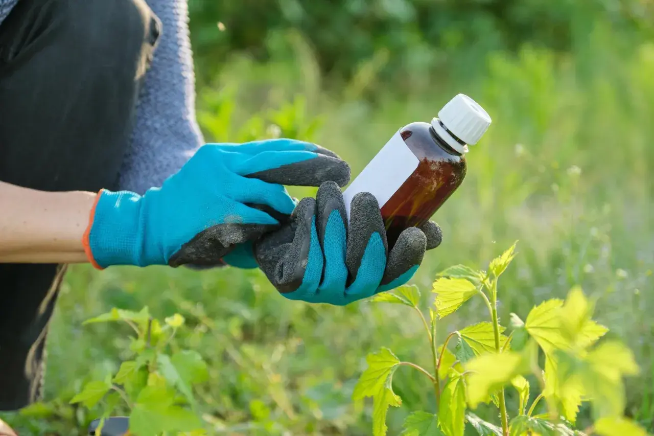 Mani guantate tengono una bottiglia di prodotto per il giardinaggio, forse per valutare la durata effetto diserbante.