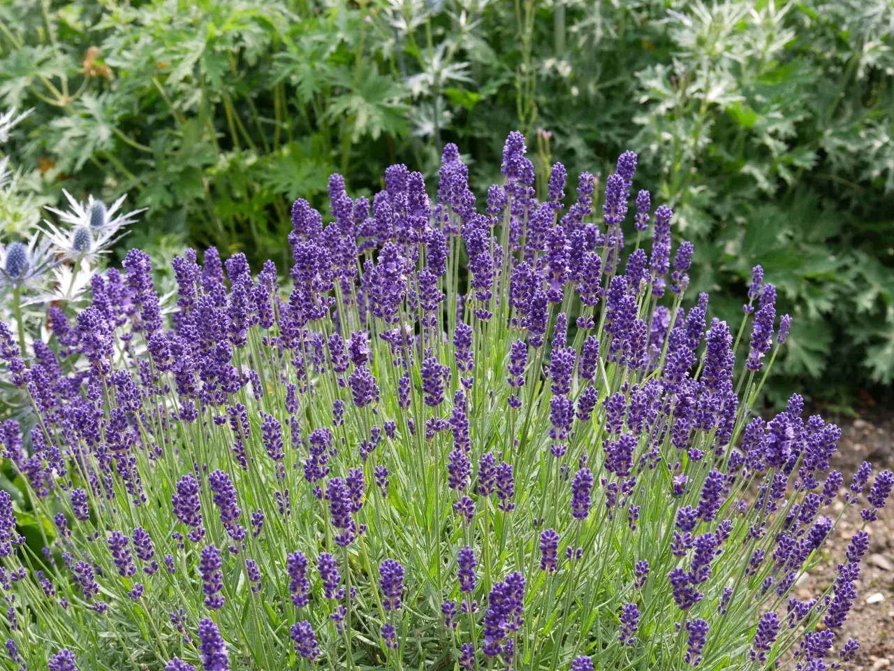 Un campo di lavanda in fiore, con i suoi profumati spighe viola che annunciano il momento ideale quando si semina la lavanda.