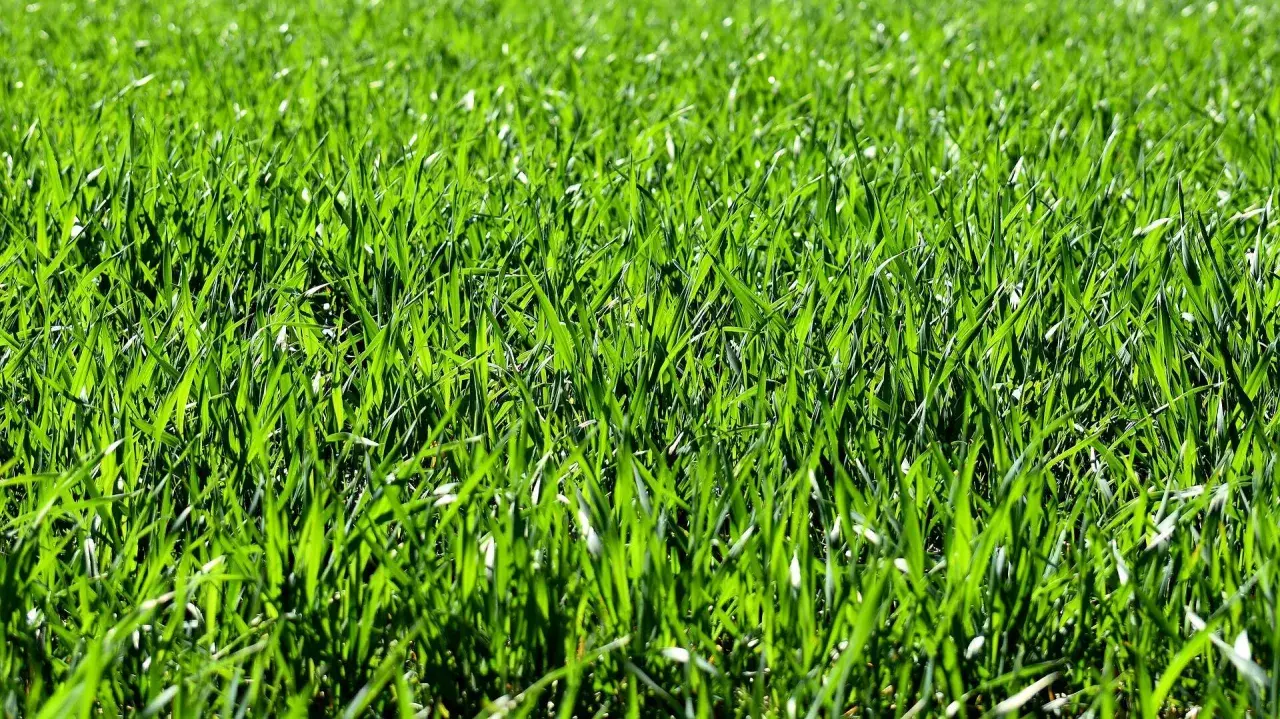 Prato verde brillante, perfetto per imparare come seminare il prato e godersi la natura.