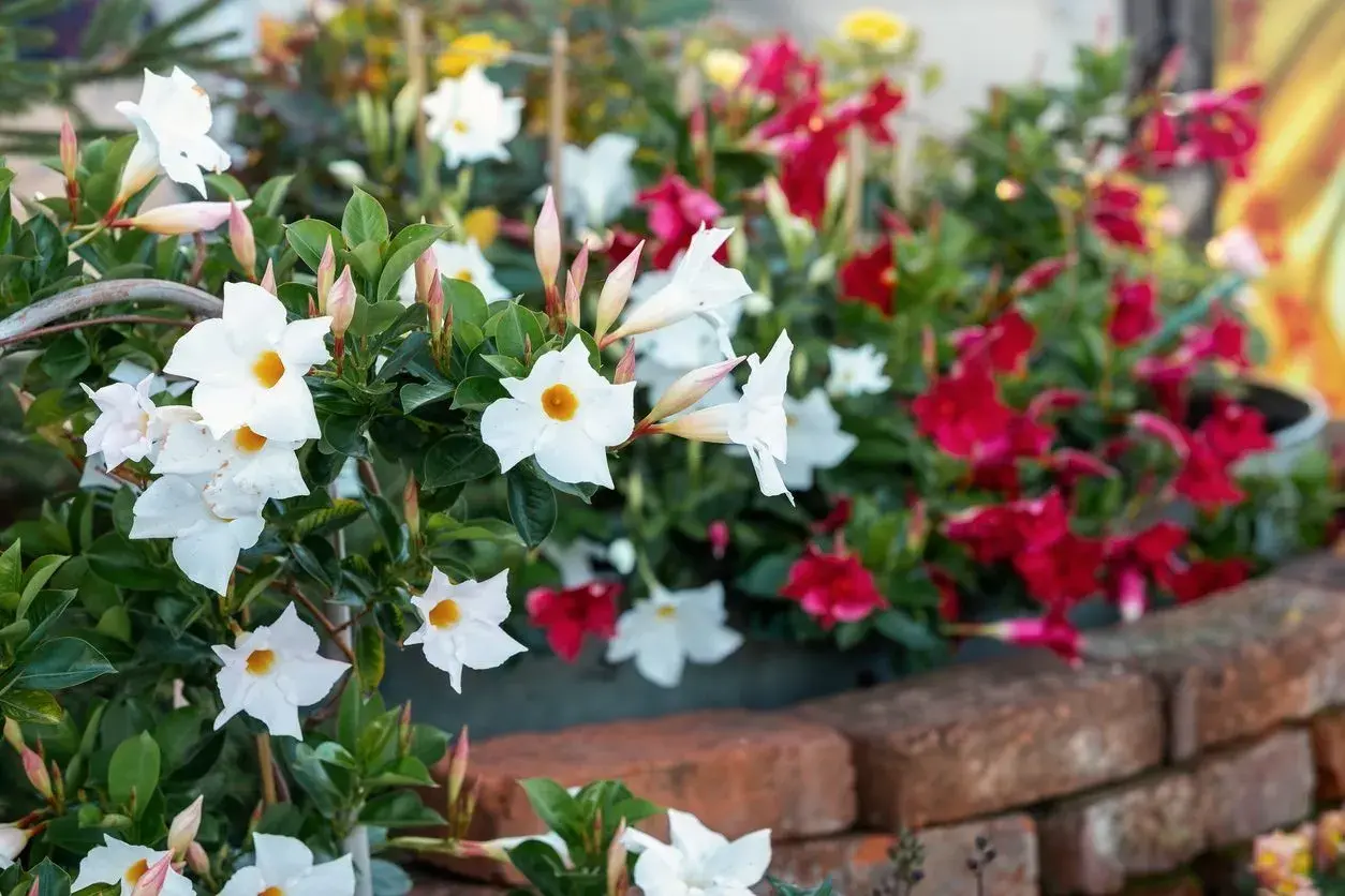 Fiori bianchi e rossi di mandevilla rampicante sbocciano rigogliosi su un muretto di mattoni, creando un angolo di giardino colorato.