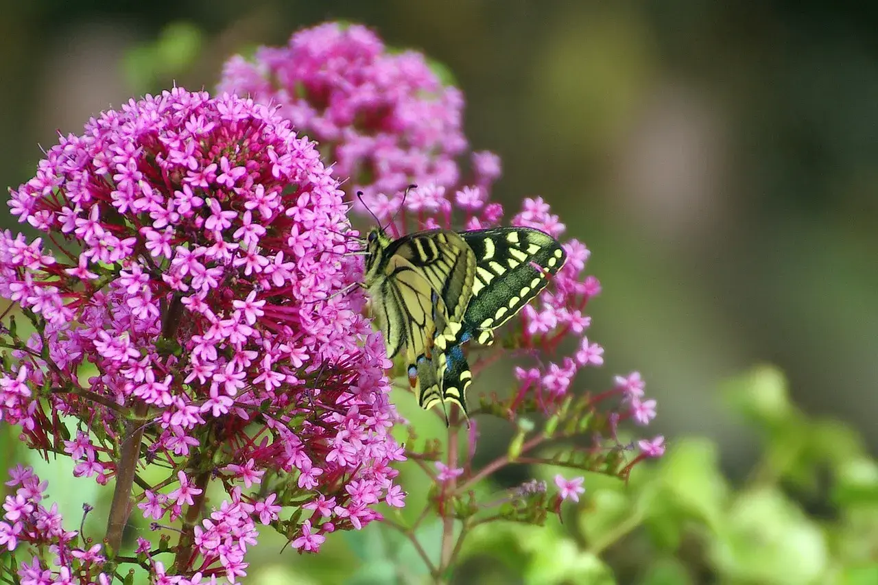 Una splendida farfalla Macaone si posa su una pianta che attira le farfalle, con i suoi fiori rosa vivaci.