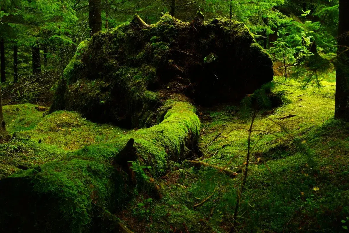 Un albero caduto, ricoperto da un soffice tappeto di muschio verde brillante, giace in una foresta lussureggiante. Il muschio crea un paesaggio quasi fiabesco.