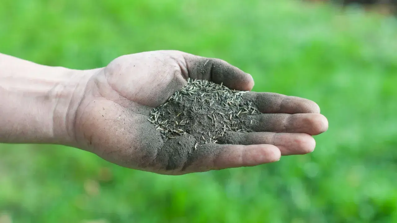 Mano sporca di terra con semi per prato, pronta per sapere come riseminare il prato e farlo rinascere.