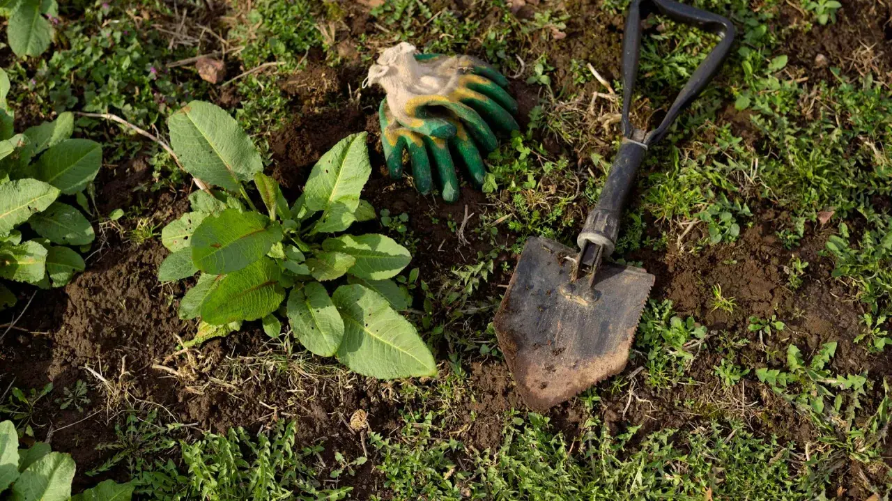 Guanti da giardinaggio e una paletta sono pronti per aiutarti a capire come eliminare le erbacce dal giardino e liberare il terreno.