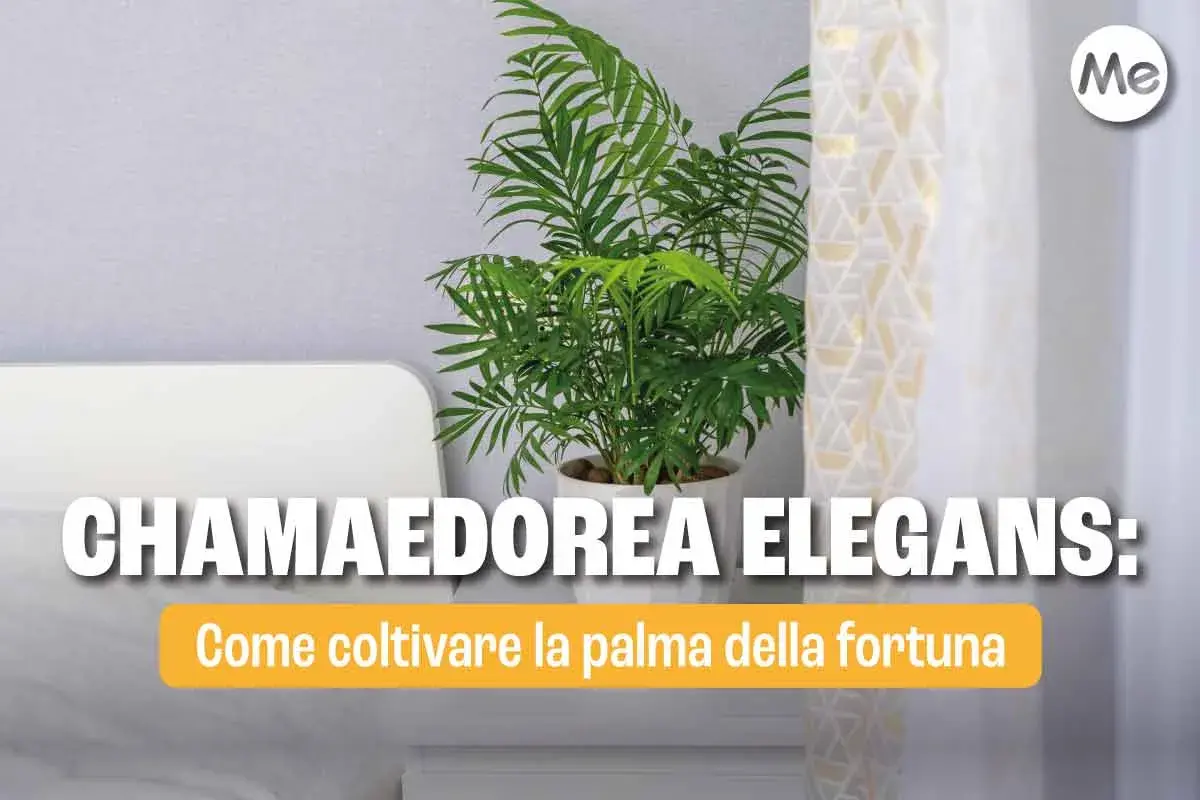 Chamaedorea elegans: consigli per la cura della palma della fortuna. Pianta da interno rigogliosa in vaso bianco.