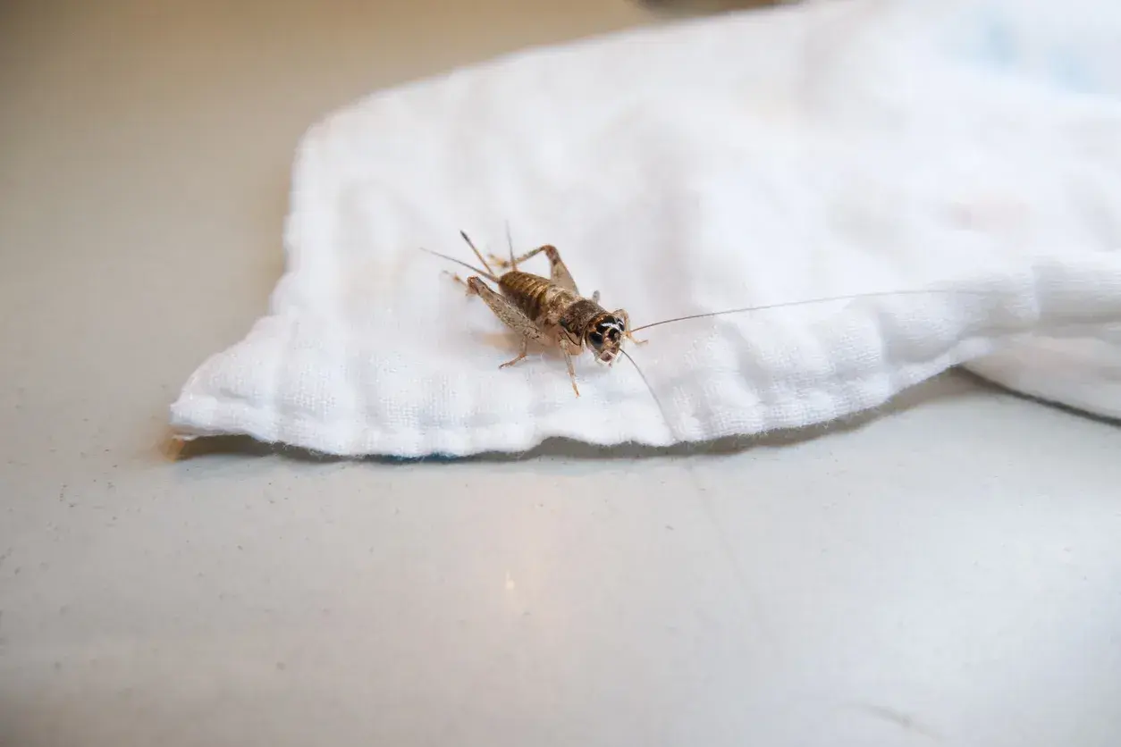 Un grillo su un panno bianco. Scopri come allontanare i grilli in modo naturale.