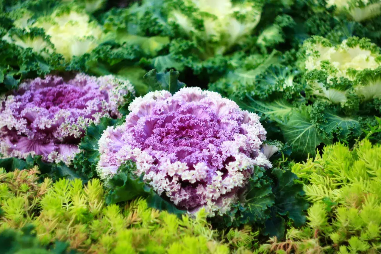 Cavolo ornamentale viola e bianco, con foglie verdi ricce e un tappeto di piccole piante verdi in primo piano.