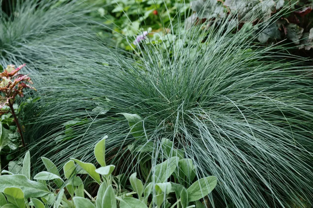 Un cespuglio di erba ornamentale bluastra, una delle piante che non necessitano di acqua, con foglie vellutate verdi in primo piano.