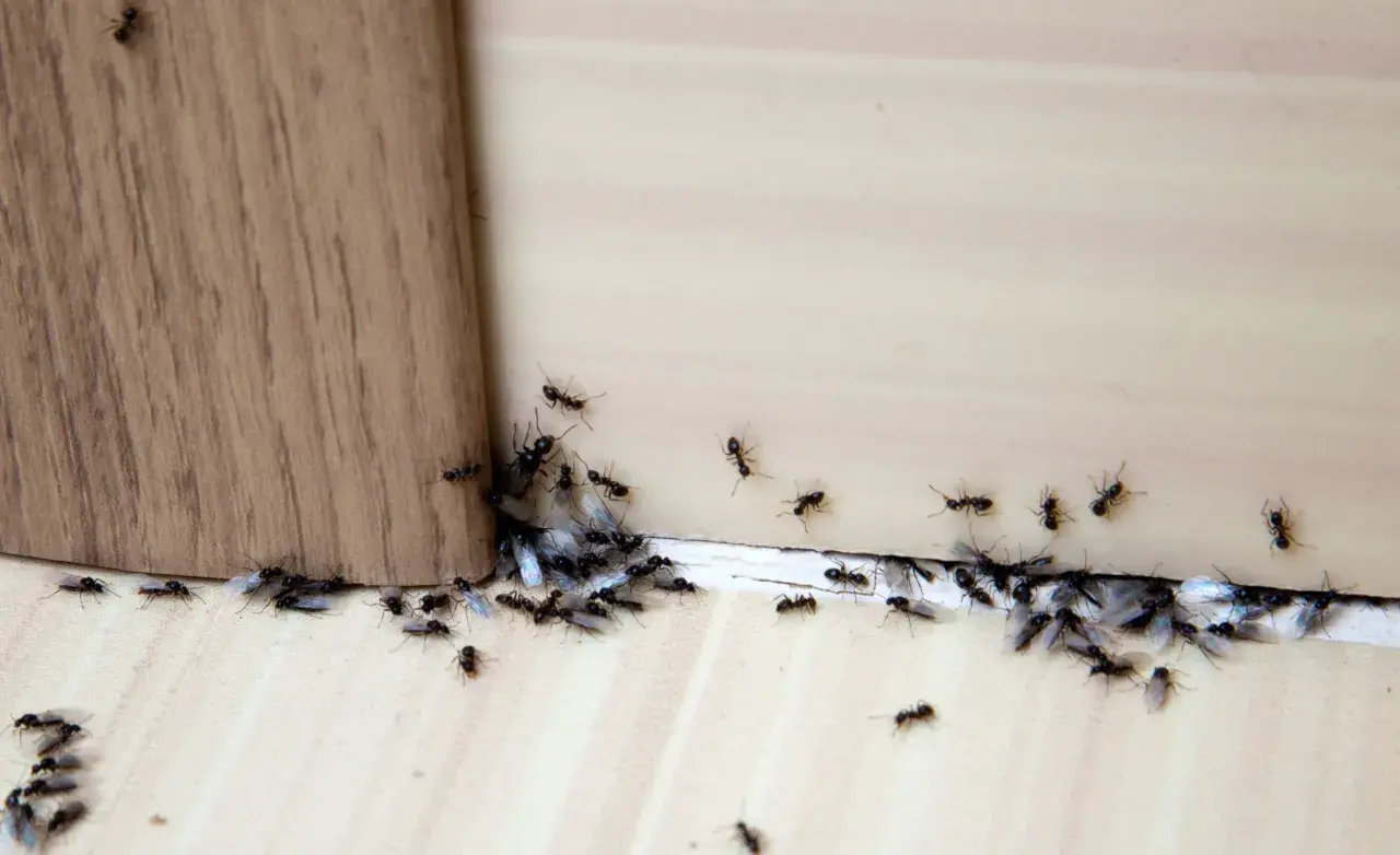 Formiche alate e operaie si radunano vicino a un angolo di legno, attratte da qualcosa di invisibile.