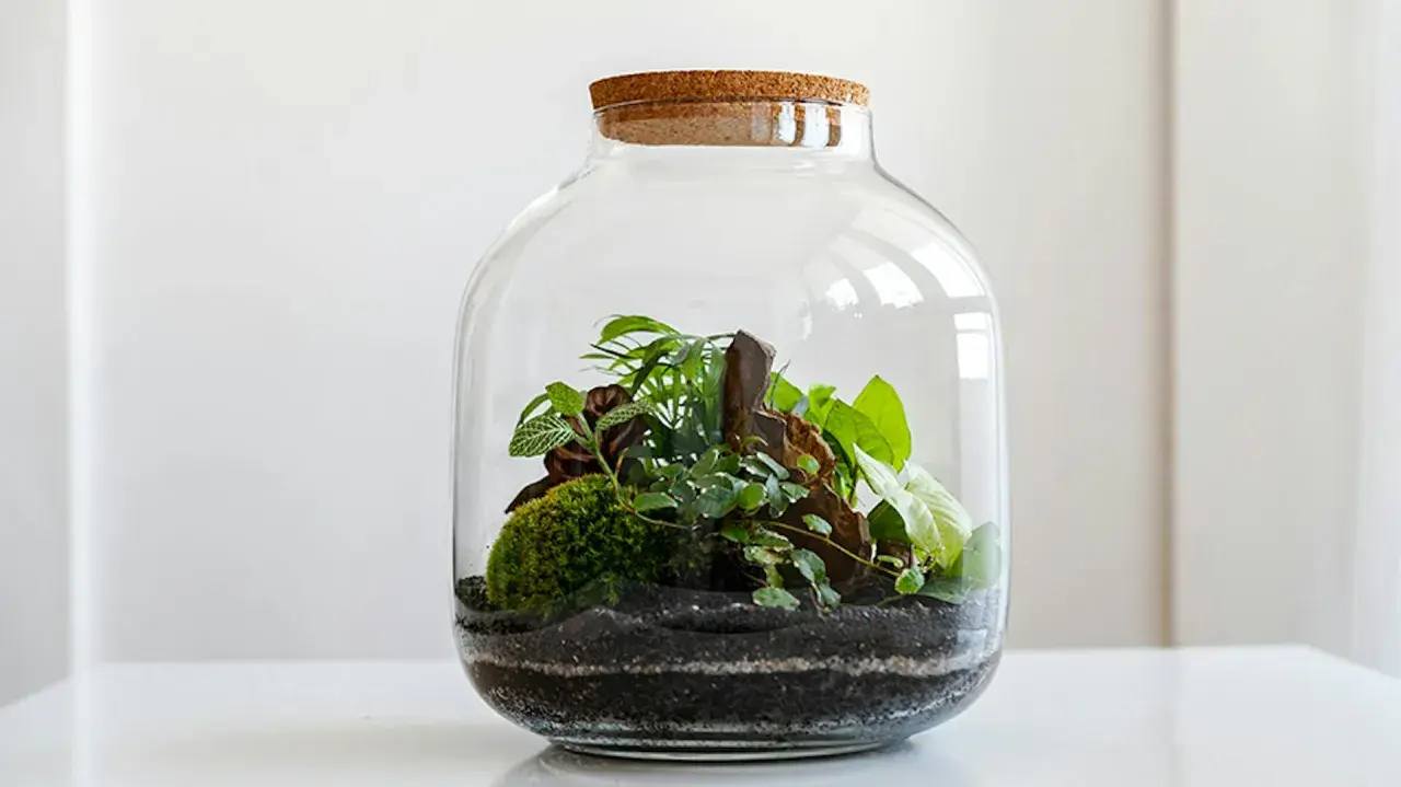 Un ecosistema in miniatura racchiuso in una **pianta di vetro**. Muschio, rocce e diverse specie vegetali creano un piccolo mondo verde.