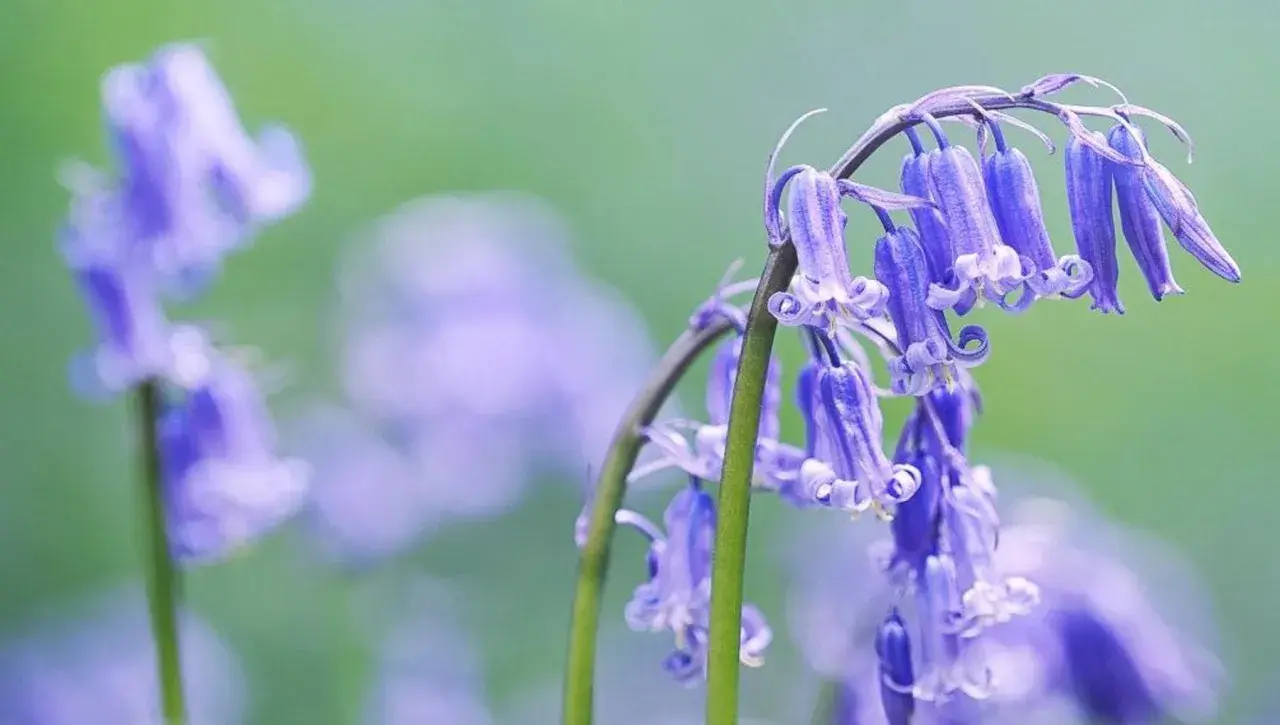 Un grappolo di fiori campanula blu pende su steli verdi, con altri fiori sfocati sullo sfondo.