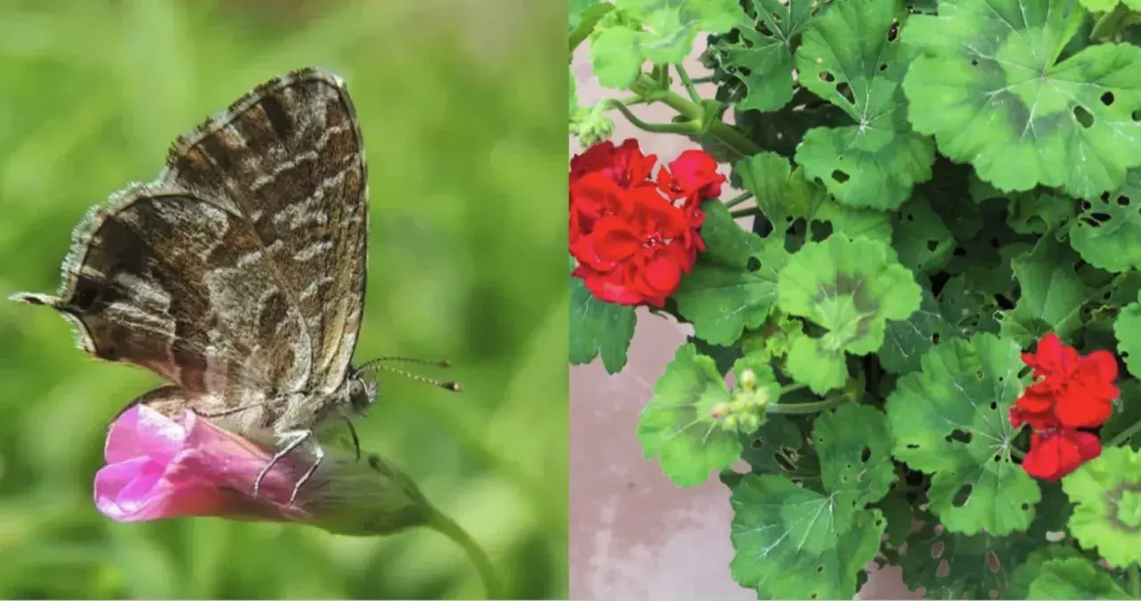 Farfallina del geranio posata su un fiore rosa, con sfondo verde sfocato. A destra, un geranio con fiori rossi e foglie verdi.