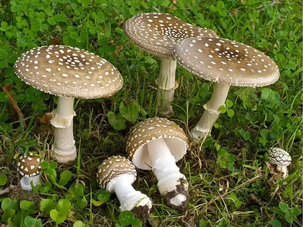 Un gruppo di funghi prato, con cappelli marroni maculati di bianco, spuntano dall'erba verde.