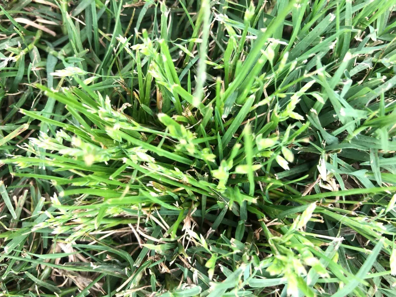 Primo piano di un prato con ciuffi di poa annua in fiore, con piccole spighette verdi e biancastre che spuntano tra le foglie d'erba.