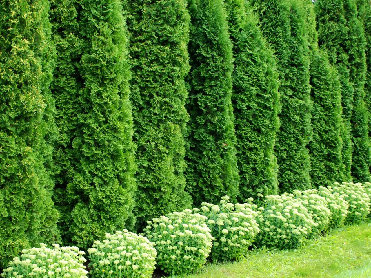 Una siepe di **thuja** crea una barriera verde. Le sue **proprietà** decorative e di privacy la rendono ideale per giardini.